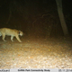 Illustration for article titled Los Angeles's Celebrity Mountain Lion is Recovering from Rat Poison